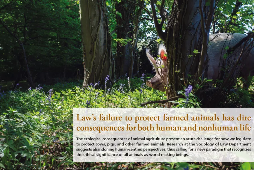 En gris i en skog. Bild pryds av en rubriken och ingressen till en artikel om djurrättsforskning.