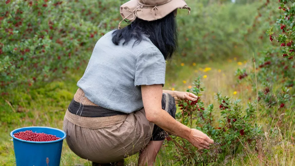a woman wearing a brimmed hat with her back towards the camera, picking berries that she is putting into a bucket behind her on the ground.