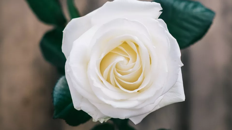 Bild på en vit ros