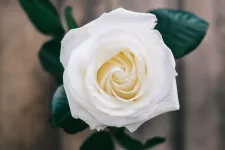 Bild på en vit ros